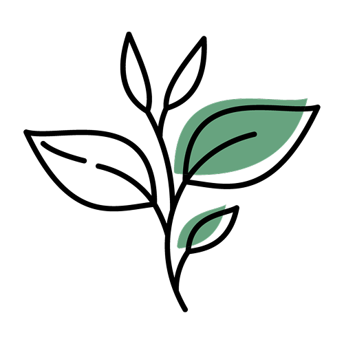 緑茶